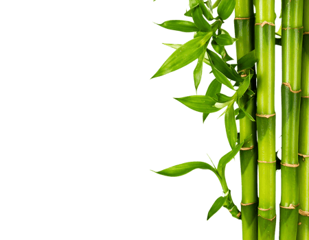 Bamboo stalks isolated on transparent background png