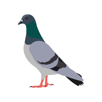 colorful pigeon illustration vector
