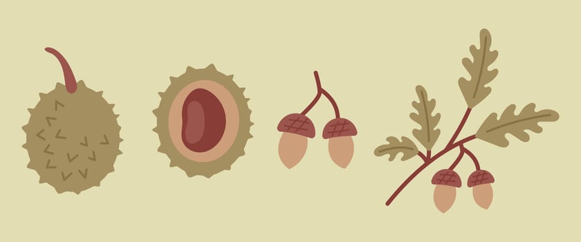Set with oak acorns, chestnut fruit, fall leaves and seasonal harvest elements. Flat design illustration for Thanksgiving, autumn holiday decoration, rustic forest nature collection. vector