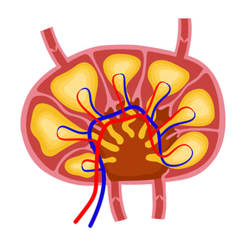 Lymph node illustration by hand drawn vector