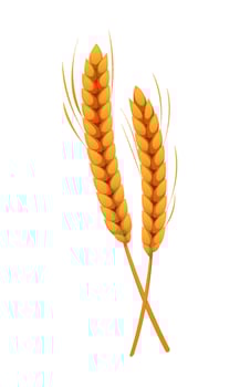 Two golden wheat ears vector