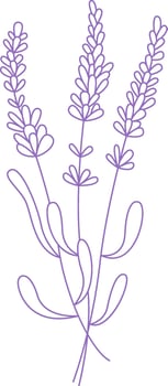 Lavender Bouquet Branches Outline Illustration vector