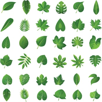 Collection of diverse green plant leaves on a white background vector