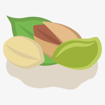Pistachio illustration. Illustration of a popular nut with a distinctive green kernel in a light shell. vector