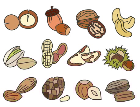Various nuts. Collection of different nuts flat illustration. Concept of healthy eating. vector