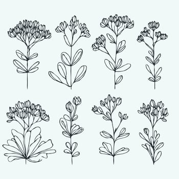 Flower illustration, succulent Doodle Set. Engraved plants. Blossom Line art flowers and Buds Drawing Outline stems, leaves, grasses. Elegant Floral Collection Hand Drawn Botanical. vector