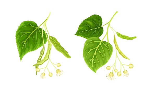 Blossoming branches of linden tree set illustration vector