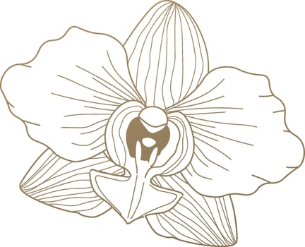 Vintage Orchid Flower Sketch vector