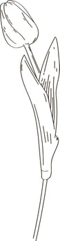 Tulip Flower Sketch Flat Illustration vector