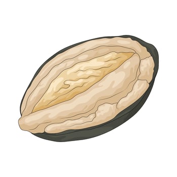 Fresh abalone illustration vector