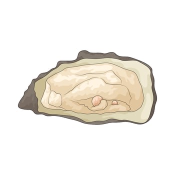 Fresh oyster Illustration vector