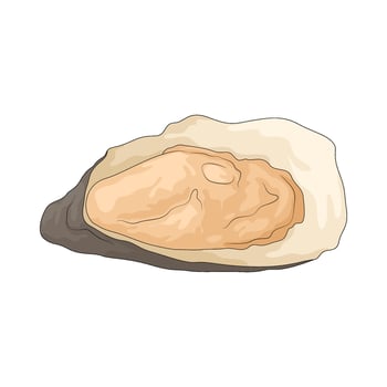 pearl oyster illustration vector