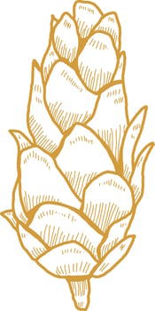 Hand Drawn Pine Cone vector