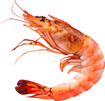 Delicious Cooked Shrimp Isolated Seafood Red Prawn Close Up View Gourmet Food Photography png
