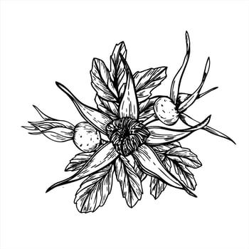 Monochrome ripening rose hips on bush isolated composition painted by black inks. Wild dog rose berries and leaves graphic sketch for herbal medicine packaging, greeting card, beaty decor vector