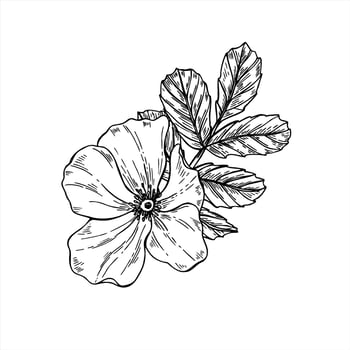 Rosehip flower head with leaves bouquet monochrome ink composition. Blooming wild dog rose sketch. Floral element for herbal product packaging, romantic wedding invitations, greeting cards vector