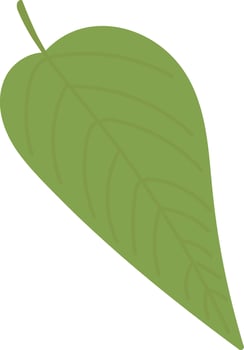 Avocado Leaf with Veins vector