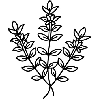 Thyme Herb Botanical Coloring Page Artwork vector