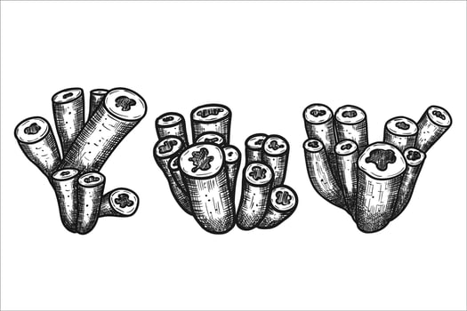 Hand drawn tubular sea sponge. illustration vector