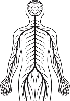 The human body with the nervous system and the nervous system vector