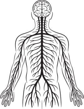 The human body with the roots of the body vector