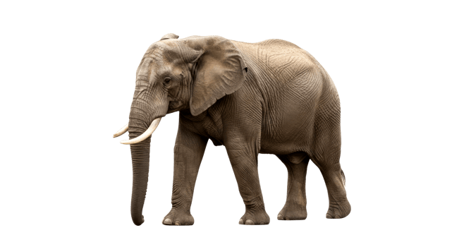 african elephant majestic mammal wildlife photography large tusks walking pose detailed texture powerful animal nature wild animal profile view grey elephant strong creature gentle giant png