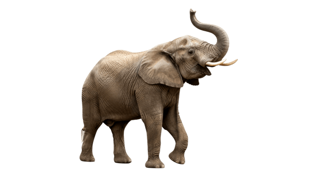 african elephant with trunk raised high walking png