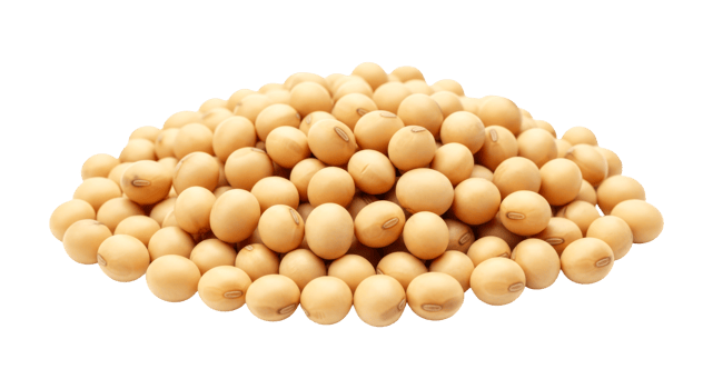 pile of soybeans isolated on white background closeup view of many soybeans showing texture and color of the beans png