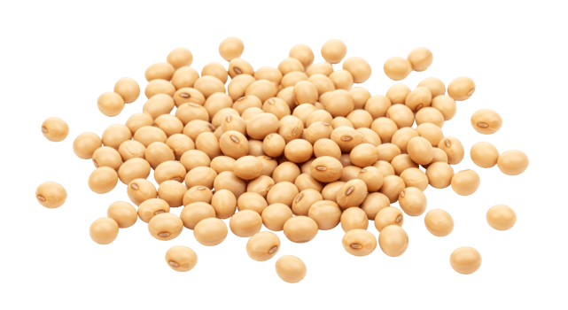 soybean grains heap, closeup, scattered, organic soybeans, agriculture, food, healthy diet png
